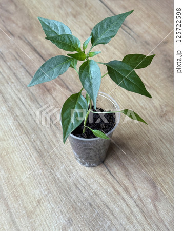 Pepper seedlings in plastic container. Preparation for the gardening season. Indoor vegetable garden. Pepper seedlings in plastic container. Preparation for the gardening season. Indoor vegetable garden. 125722598