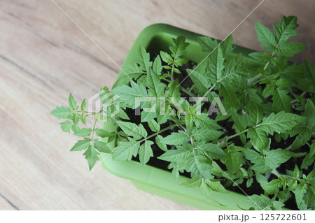 Tomato seedlings in plastic containers. Preparation for the gardening season. Indoor vegetable garden. High-Angle Shot. Tomato seedlings in plastic containers. Preparation for the gardening season. Indoor vegetable garden. High-Angle Shot. 125722601