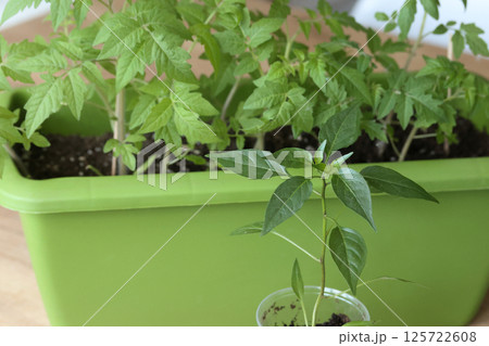 Pepper and tomato seedlings in plastic containers. Preparation for the gardening season. Indoor vegetable garden. Pepper and tomato seedlings in plastic containers. Preparation for the gardening season. Indoor vegetable garden. 125722608