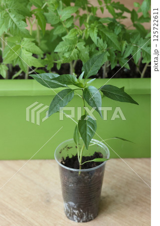 Pepper and tomato seedlings in plastic containers. Preparation for the gardening season. Indoor vegetable garden. 125722611