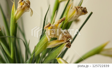 Bouquet of withered and dried white iris flowers and green stems. Close up of faded flowers, showcasing their aging beauty and textures. Concept of flower decay, natures cycle, and withering blooms 125722839