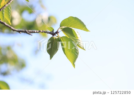 青空と桜の新緑 125722850