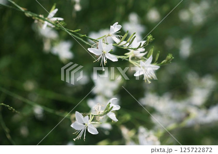 ハクチョウソウの白い花 125722872