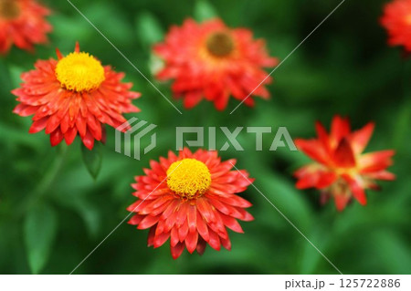 ヘリクリサム オレンジ色の花 ヘリクリサム オレンジ色の花 125722886
