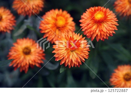 ヘリクリサム ムギワラギクの花 ヘリクリサム ムギワラギクの花 125722887
