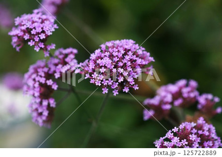 ヤナギハナガサ 薄紅色の花 ヤナギハナガサ 薄紅色の花 125722889
