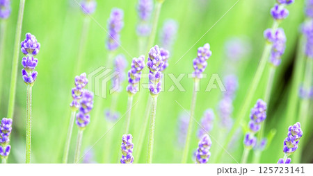 6月の咲きはじめた北海道富良野の美しいラベンダーの風景 125723141