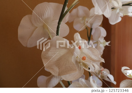 室内に飾られた白い花 室内に飾られた白い花 125723346