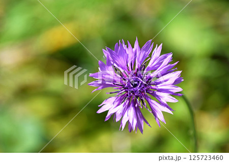 ヤグルマギク（矢車菊） 125723460