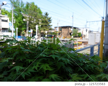 市川散策 市川散策 125723563