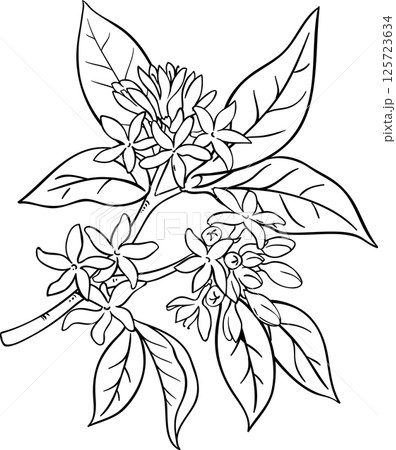 Coffee Branch with Flowers Outline Illustration. Coffee Branch with Flowers Outline Illustration. 125723634