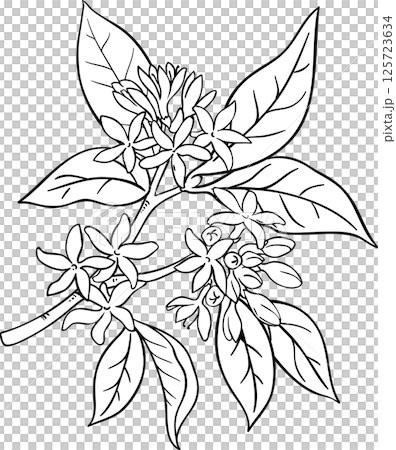 Coffee Branch with Flowers Outline Illustration. Coffee Branch with Flowers Outline Illustration. 125723634