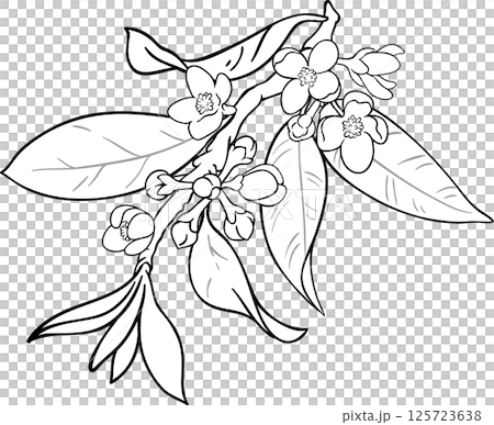 Garcinia Branch with Flowers Fruits and Leaves Outline Illustration. 125723638