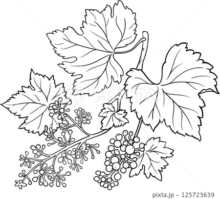 Grapes  Branch  Berries  and Leaves Outline Illustration 125723639