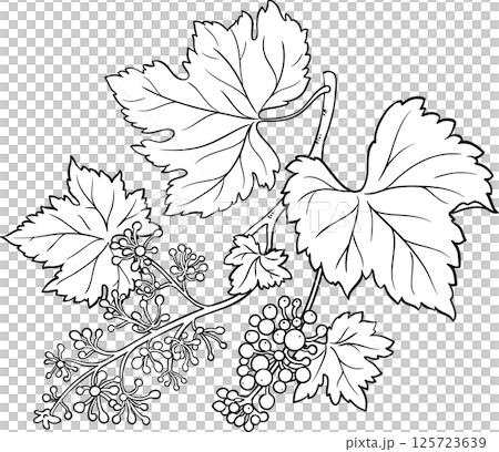 Grapes  Branch  Berries  and Leaves Outline Illustration 125723639