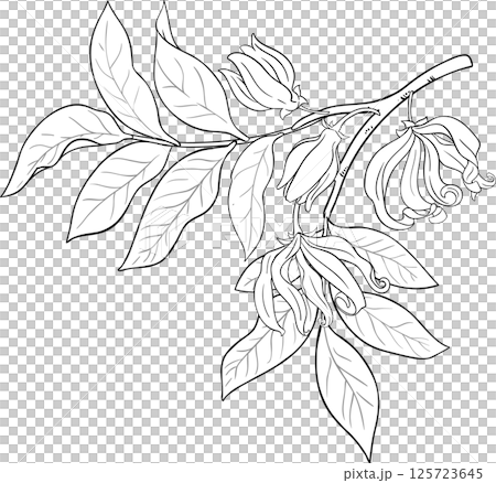 Ylang Ylang Branch with Flowers and Leaves Outline Illustration. Essential oil ingredient for cosmetics, spa, aromatherapy, health care, alternative medicine. Ylang Ylang Branch with Flowers and Leaves Outline Illustration. Essential oil ingredient for cosmetics, spa, aromatherapy, health care, alternative medicine. 125723645