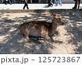 厳島の鹿 125723867