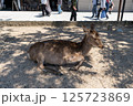 厳島の鹿 125723869