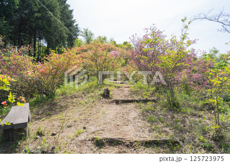 石楯山の登山道(神奈川県相模原市名倉) 石楯山の登山道(神奈川県相模原市名倉) 125723975