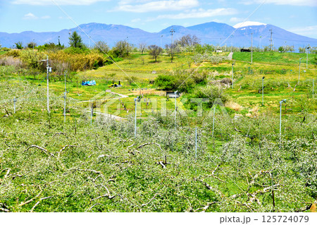 五輪久保のりんご畑より浅間山方面を望む(長野県立科町)【2025.5】 125724079