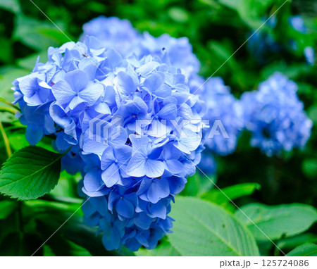 青い紫陽花 青い紫陽花 125724086