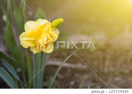 Spring yellow daffodil flower in a flower bed. Concept of gardening, floriculture, growing homemade flowers 125724165