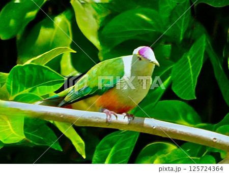 最も美しい鳥の一つと言われているホリイヒメアオバト。 125724364