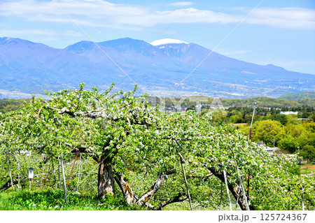 五輪久保のりんご畑より浅間山方面を望む(長野県立科町)【2025.5】 五輪久保のりんご畑より浅間山方面を望む(長野県立科町)【2025.5】 125724367