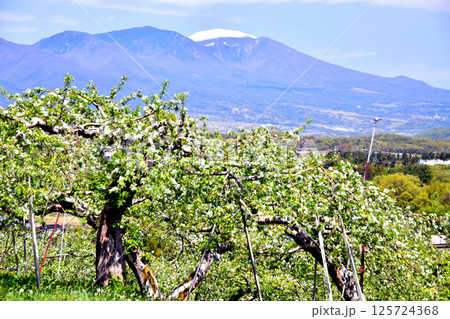 五輪久保のりんご畑より浅間山方面を望む(長野県立科町)【2025.5】 五輪久保のりんご畑より浅間山方面を望む(長野県立科町)【2025.5】 125724368