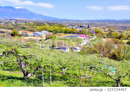 五輪久保のりんご畑より浅間山方面を望む(長野県立科町)【2025.5】 五輪久保のりんご畑より浅間山方面を望む(長野県立科町)【2025.5】 125724407