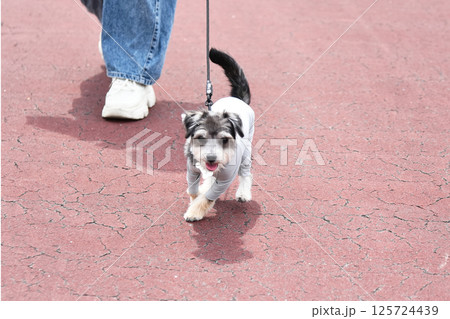 チワワとマルチーズのミックス犬 125724439
