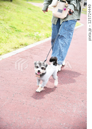 チワワとマルチーズのミックス犬 125724440
