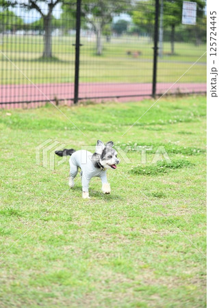 チワワとマルチーズのミックス犬 125724445