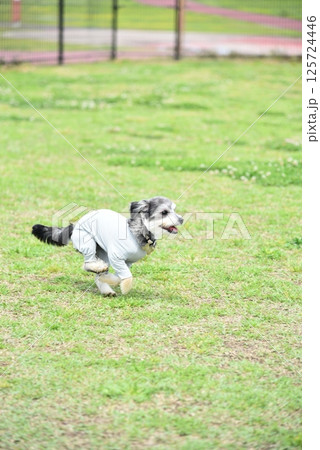 チワワとマルチーズのミックス犬 チワワとマルチーズのミックス犬 125724446