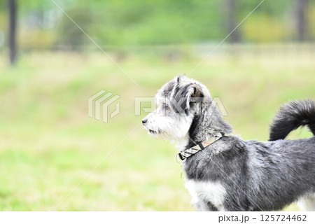 チワワとマルチーズのミックス犬 125724462