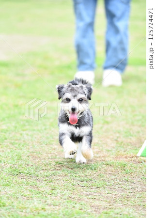 チワワとマルチーズのミックス犬 125724471