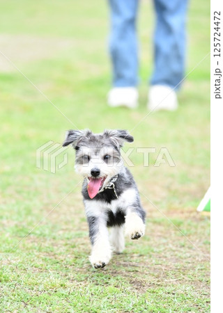 チワワとマルチーズのミックス犬 125724472