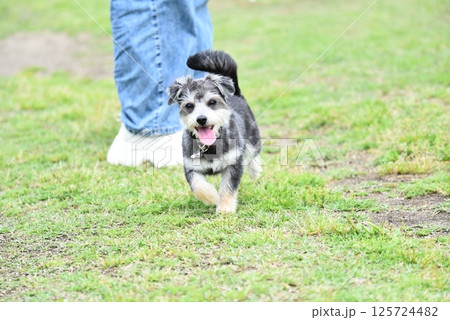 チワワとマルチーズのミックス犬 チワワとマルチーズのミックス犬 125724482