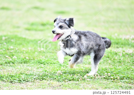チワワとマルチーズのミックス犬 125724491