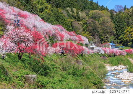 花桃の里【 長野県下伊那郡阿智村】 花桃の里【 長野県下伊那郡阿智村】 125724774