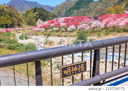 花桃の里【 長野県下伊那郡阿智村】 花桃の里【 長野県下伊那郡阿智村】 125724775