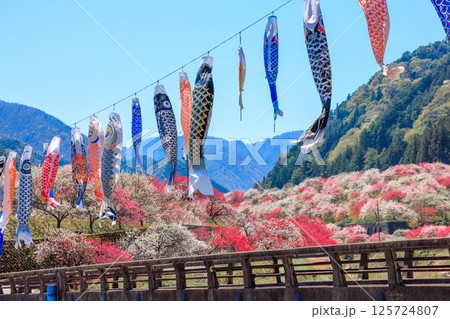 花桃の里【 長野県下伊那郡阿智村】 125724807