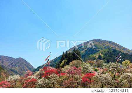 花桃の里【 長野県下伊那郡阿智村】 花桃の里【 長野県下伊那郡阿智村】 125724811
