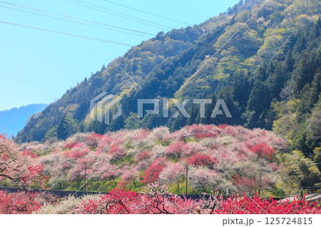花桃の里【 長野県下伊那郡阿智村】 花桃の里【 長野県下伊那郡阿智村】 125724815
