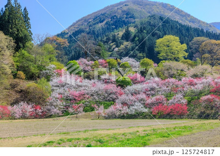 花桃の里【 長野県下伊那郡阿智村】 花桃の里【 長野県下伊那郡阿智村】 125724817