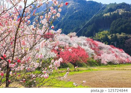 花桃の里【 長野県下伊那郡阿智村】 125724844