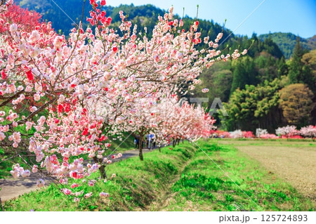 花桃の里【 長野県下伊那郡阿智村】 花桃の里【 長野県下伊那郡阿智村】 125724893