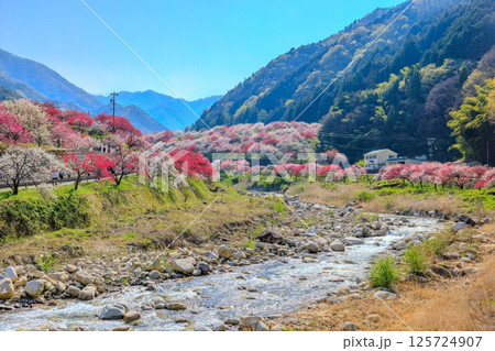 花桃の里【 長野県下伊那郡阿智村】 花桃の里【 長野県下伊那郡阿智村】 125724907