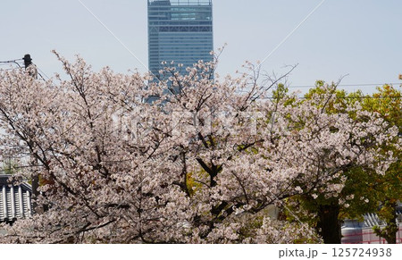 ハルカスと桜の風景 ハルカスと桜の風景 125724938