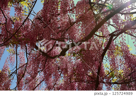 そよ風に揺れる藤の花 そよ風に揺れる藤の花 125724989